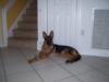 elite german shepherds for sale