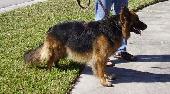 female shepherd pup