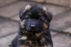 remo vom fichtenschlag german shepherd puppies for sale