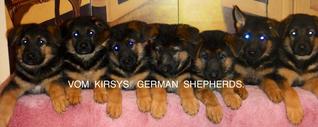 German Shepherd Puppies - Miami, FL