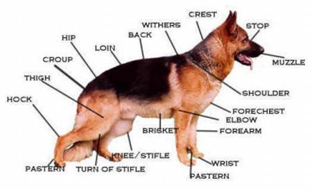 german shepherd anatomy and general info